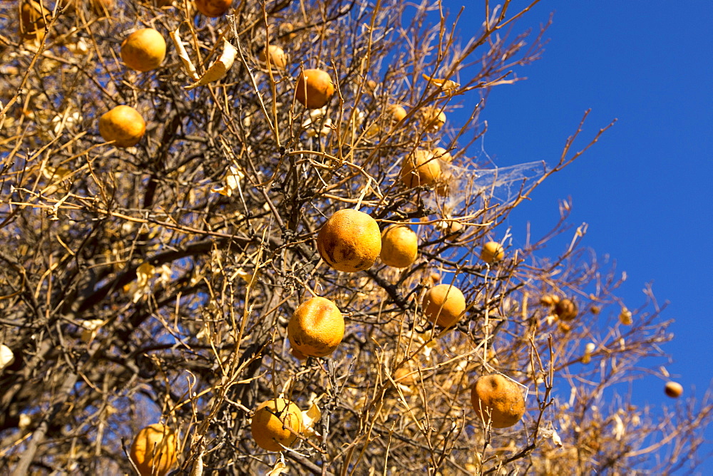 Abandoned dead and dying Orange trees that no longer have water to irrigate them near Bakersfield, California, USA. Following an unprecedented four year long drought, Bakersfield is now the driest city in the USA. Most of California is in exceptional drought, the highest level of drought classification. 428,000 acres of agricultural land have been taken out of production due to lack of water, thousands of agricultural workers have lost their jobs and one third of all children in California go to bed hungry.