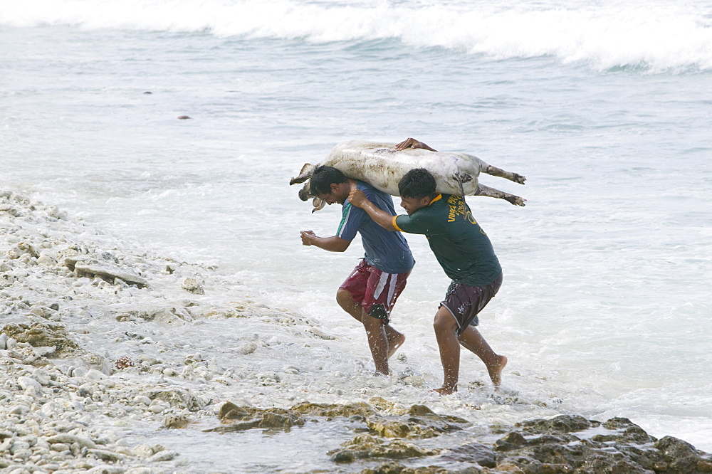 Tuvaluan men carrying a slaughtered pig from the sea after washing for a funeral feast on Funafuti Atoll, Tuvalu, Pacific