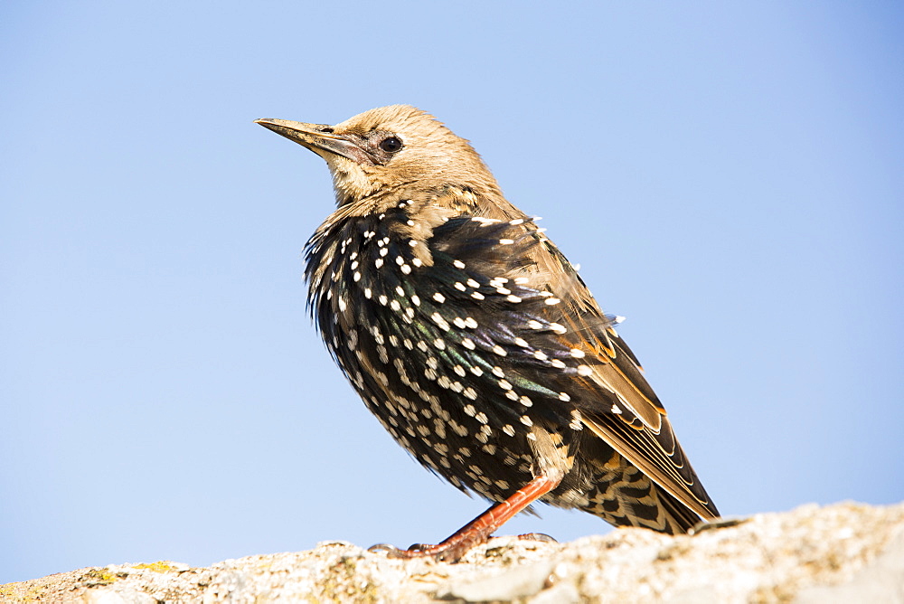 A Common Starling, Sturnus vulgaris in Seahouses, Northumberland, UK, moulting from Juvenile to adult plumage.