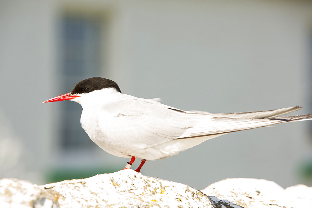 An Arctic Tern, Sterna paradisaea, that has been ringed, on Inner Farne, on the Farnes Islands, off Seahouses in Northumberland, UK.