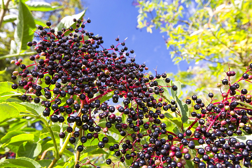 Elder berries in the Vale of Evesham, Worcestershire, UK.