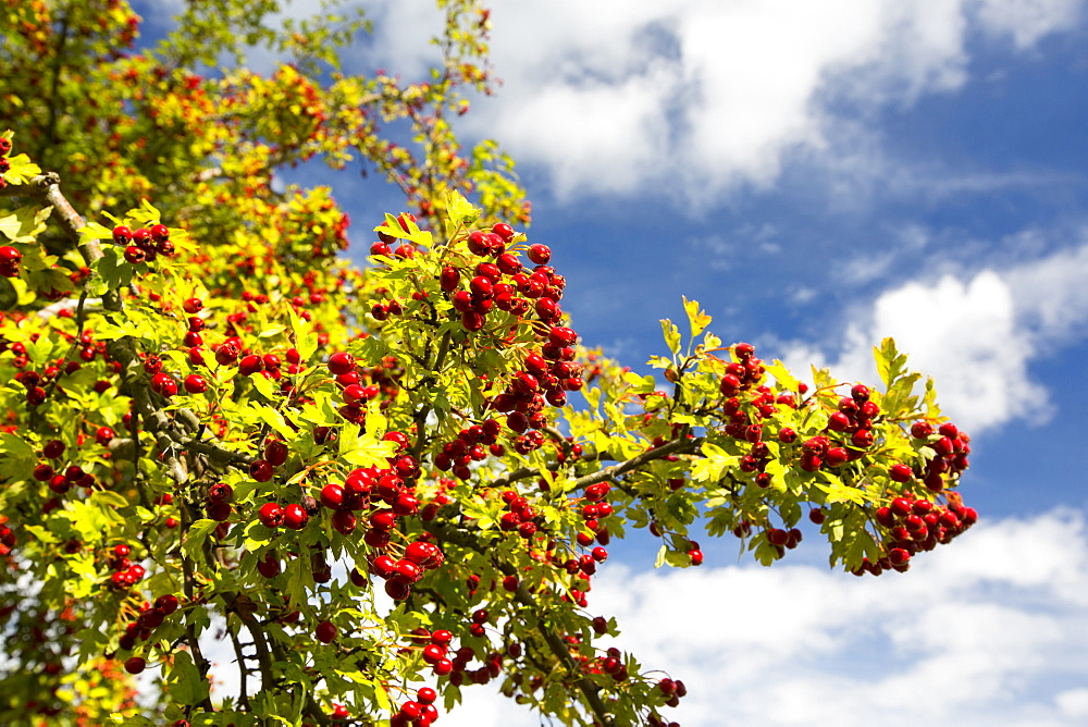 Hawthorn berries in the Vale of Evesham, Worcestershire, UK.