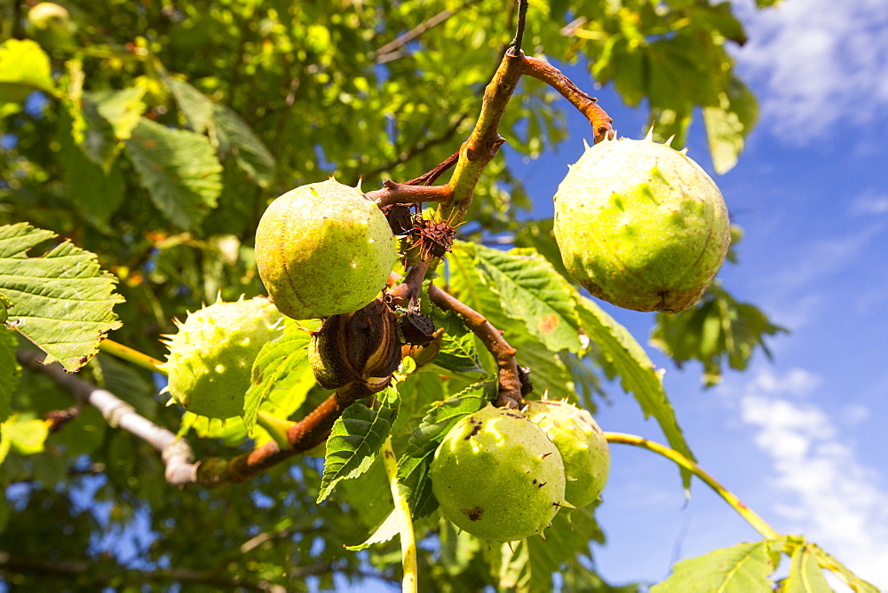 Horse Chestnuts on a Horse Chestnut tree, Vale of Evesham, UK.