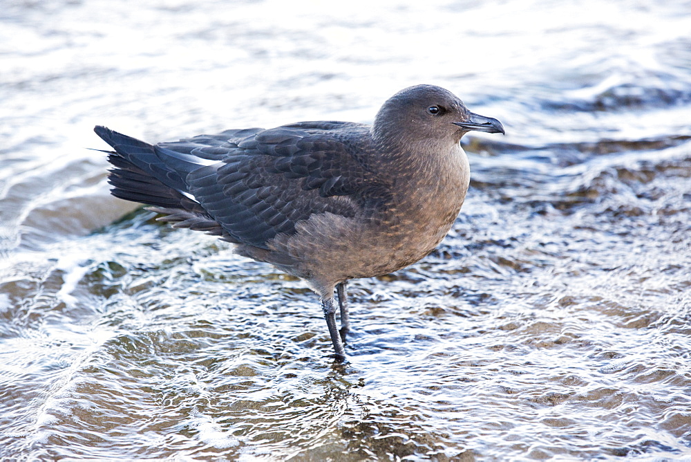 A juvenile Arctic Skua (Stercorarius parasiticus) on the coast in Northumberland, UK