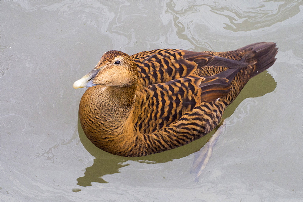 A female Eider Duck (Somateria mollissima) amongst oil spilled from fishing boats in Seahouses harbour, Northumberland, UK.