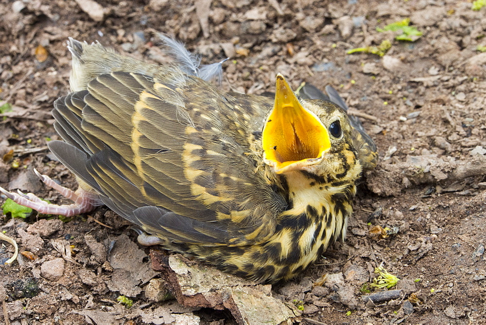 A young Song Thrush in a woodland in Kirkoswold, Eden Valley, Cumbria, UK.