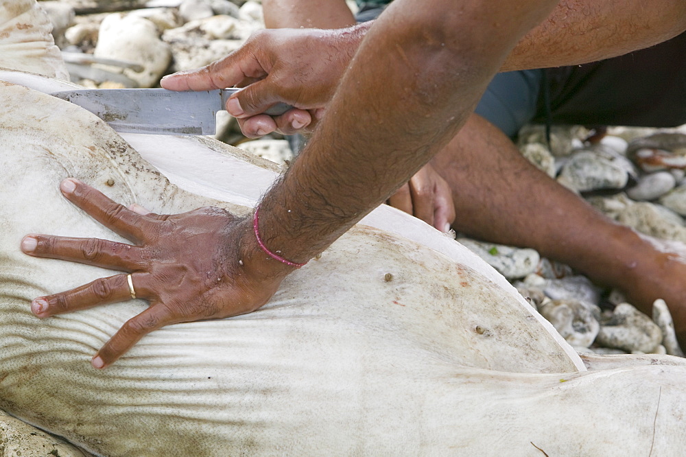 Tuvaluan men slaughter a pig for a funeral feast on Funafuti, Tuvalu, Pacific