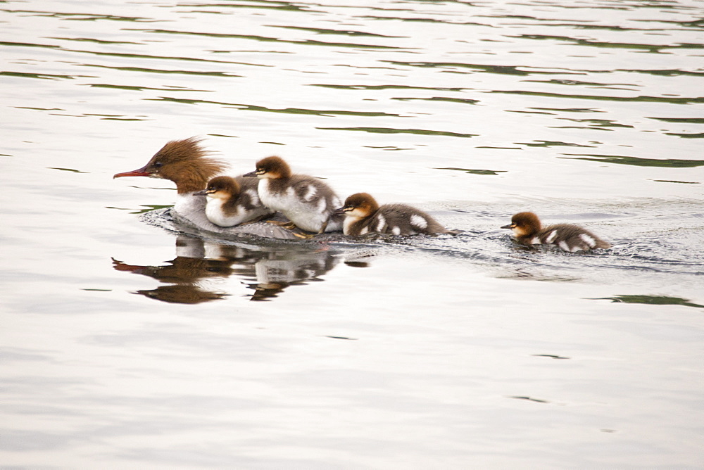 A female Goosander, Mergus merganser,with young ducklings hitching a ride on her back on the river Brathay, Ambleside, Lake District, UK,