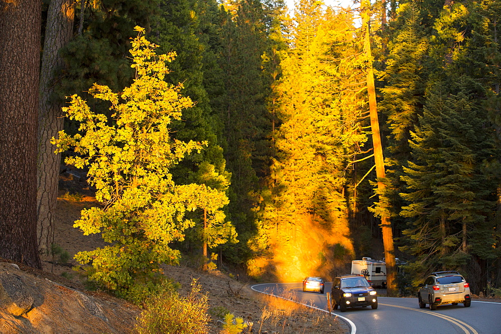 Glowing light at sunset on cars winding through a forest in the Yosemite National Park, California, USA.