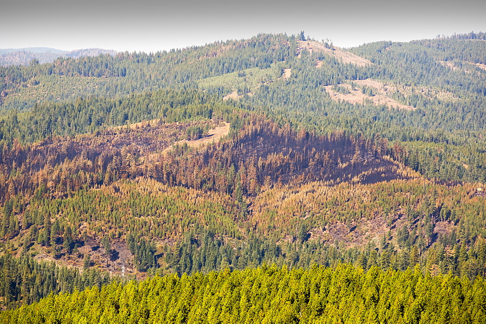 The King Fire that burned 97,717 acres of the El Dorado National Forest in California, USA. Following an unprecedented four year long drought, wild fires are much more common. Most of California is in exceptional drought, the highest level of drought classification. 428,000 acres of agricultural land have been taken out of production due to lack of water, thousands of agricultural workers have lost their jobs and one third of all children in California go to bed hungry.