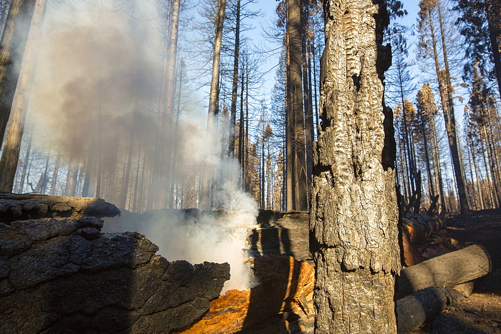 The King Fire that burned 97,717 acres of the El Dorado National Forest in California, USA. Following an unprecedented four year long drought, wild fires are much more common. Most of California is in exceptional drought, the highest level of drought classification. 428,000 acres of agricultural land have been taken out of production due to lack of water, thousands of agricultural workers have lost their jobs and one third of all children in California go to bed hungry.