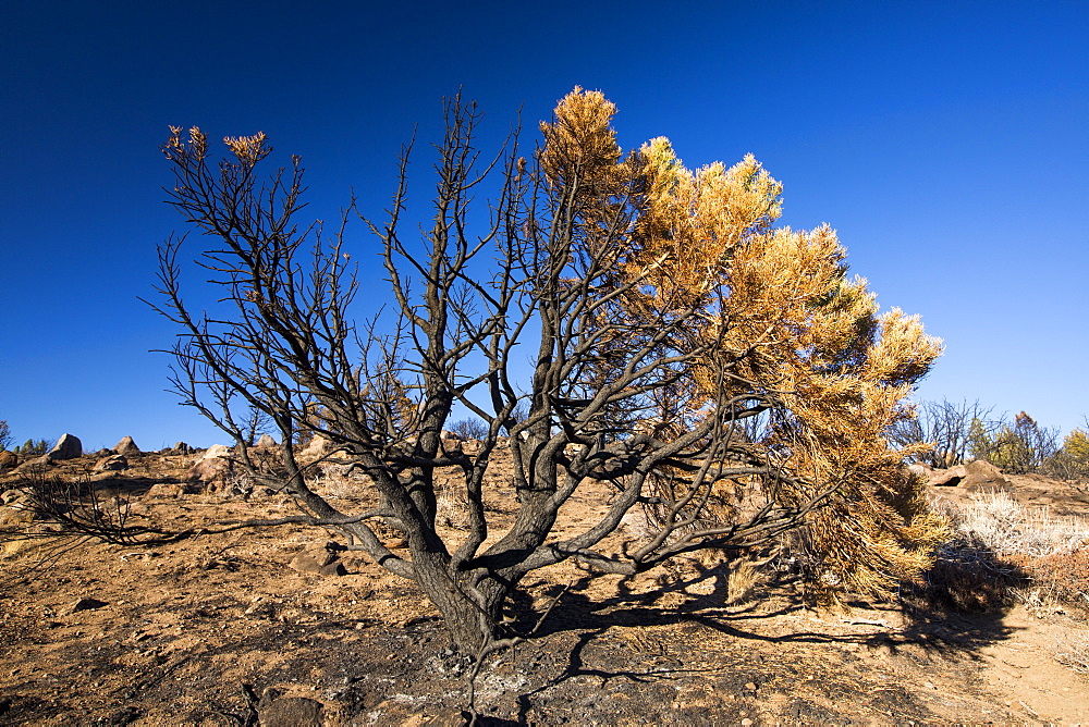 A wild fire near Hawkins Peak above coleville in California, USA. Following an unprecedented four year long drought, wild fires are much more common. Most of California is in exceptional drought, the highest level of drought classification. 428,000 acres of agricultural land have been taken out of production due to lack of water, thousands of agricultural workers have lost their jobs and one third of all children in California go to bed hungry.