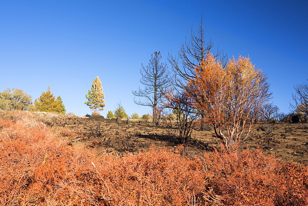 Foscheck fire retardent dropped on a wild fire near Hawkins Peak above coleville in California, USA. Following an unprecedented four year long drought, wild fires are much more common. Most of California is in exceptional drought, the highest level of drought classification. 428,000 acres of agricultural land have been taken out of production due to lack of water, thousands of agricultural workers have lost their jobs and one third of all children in California go to bed hungry.