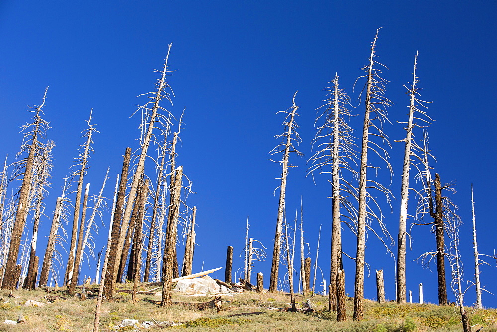 Forest destroyed by wild fires in the Tule river area of the Sequoia National Forest, east of Porterville, California, USA. California is in the grip of a four year long exceptional drought, that has made wild fires much more frequent, as well as wiping $2.2 Billion annually off the agricultural sector.