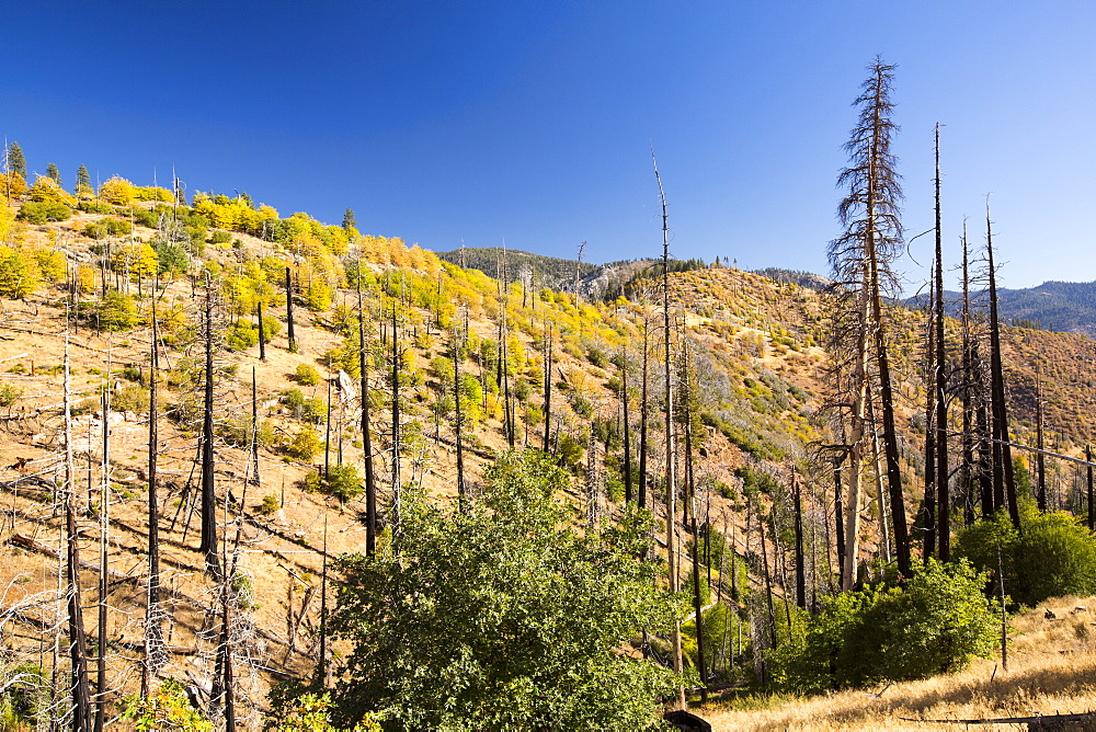 A forest that has been burnt by a wildfire in the Tule river area of the Sequoia National Forest, east of Porterville, California, USA. California is in the grip of a four year long exceptional drought, that has made wild fires much more frequent, as well as wiping $2.2 Billion annually off the agricultural sector.