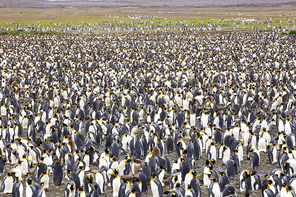 King Penguins in the world's second largest King Penguin colony on Salisbury Plain, South Georgia, Southern Ocean.