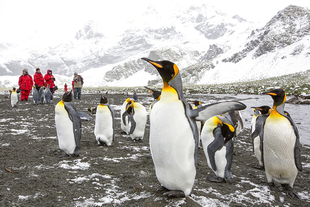 King Penguins at Gold Harbour, South Georgia, with passengers from an expedition cruise.