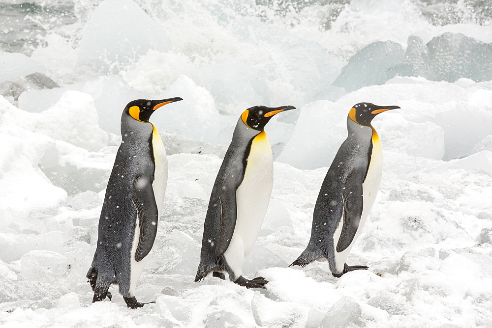 King Penguins head out to sea on a fishing trip past ice at Gold Harbour, South Georgia, Southern Ocean.