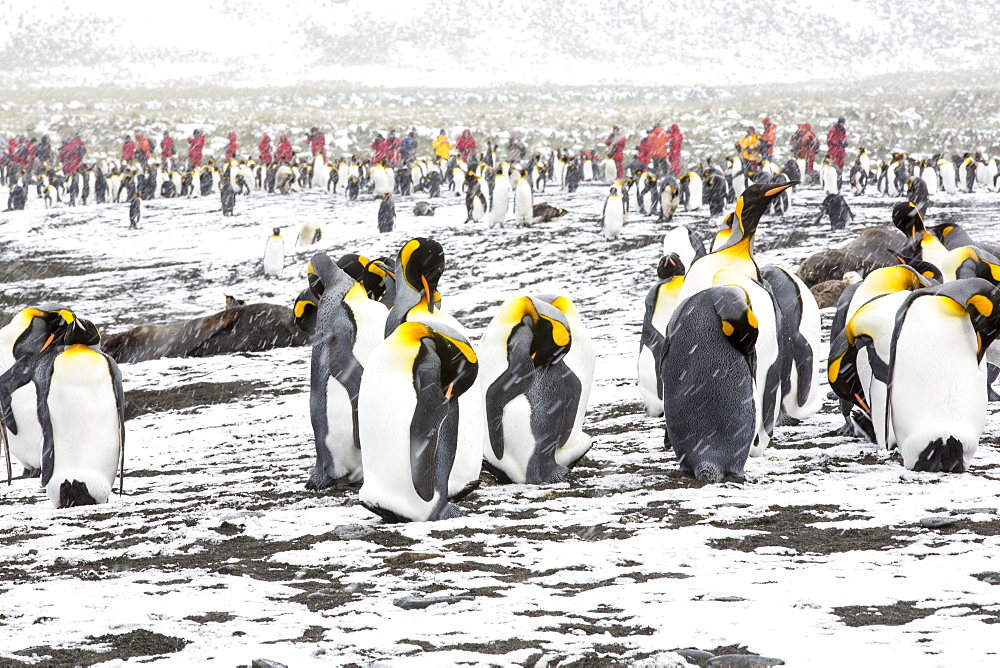 King Penguins at Gold Harbour, South Georgia, with passengers from an expedition cruise.