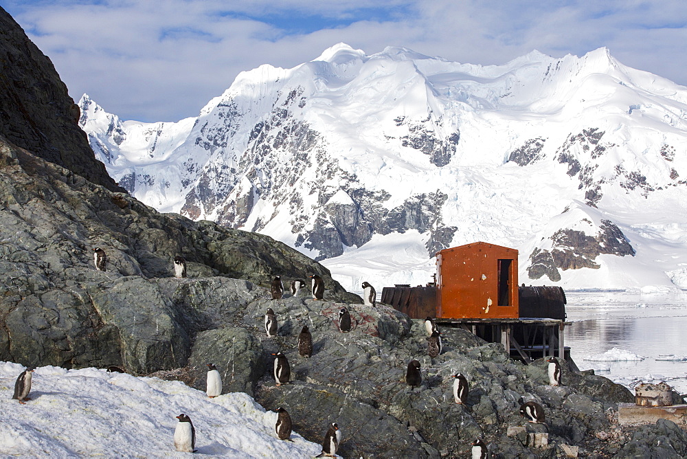 Gentoo Penguins at the Argentine antarctic research station in stunning coastal scenery beneath Mount Walker in Paradise Bay off Graham Land on the Antarctic Peninsular. the Peninsular is one of the most rapidly warming places on the planet.