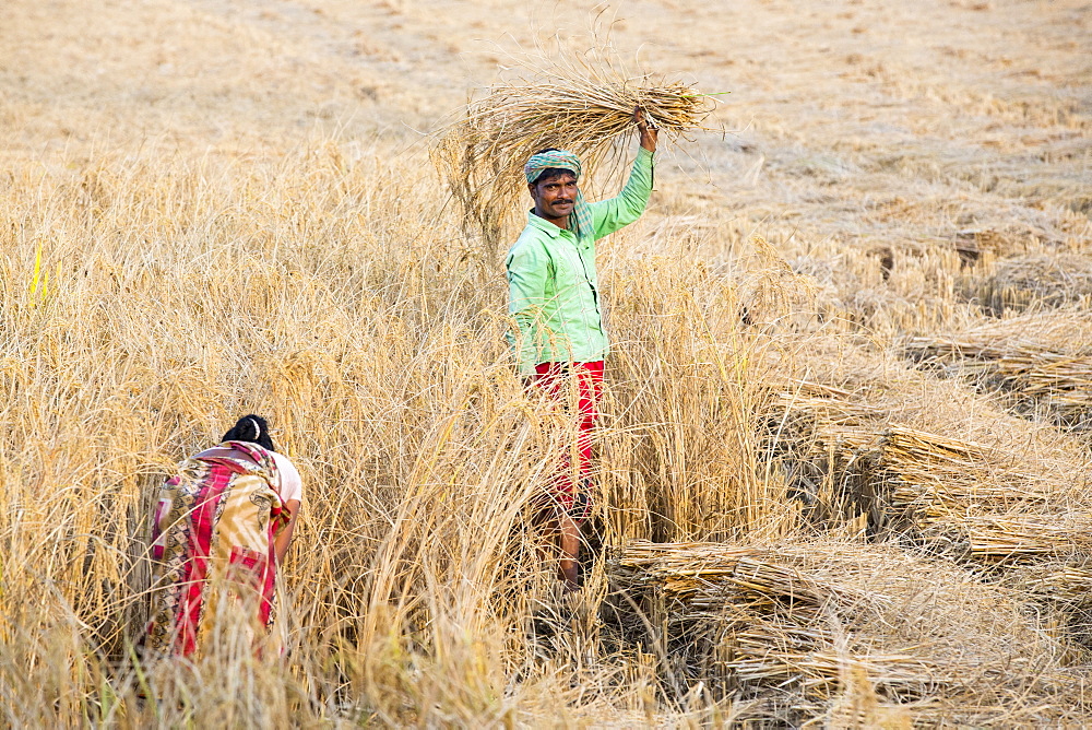 Rice crops harvested by hand in the Sunderbans, Ganges, Delta, India.