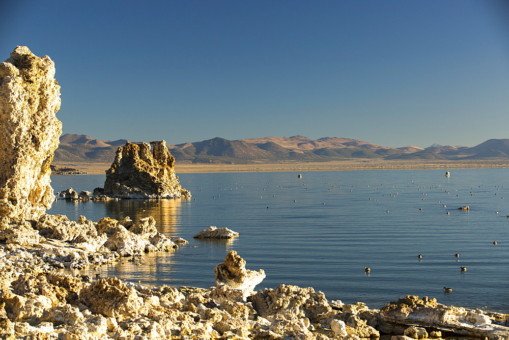 The famous tufa formations on Lake Mono, California, USA, with Black Necked Grebes,