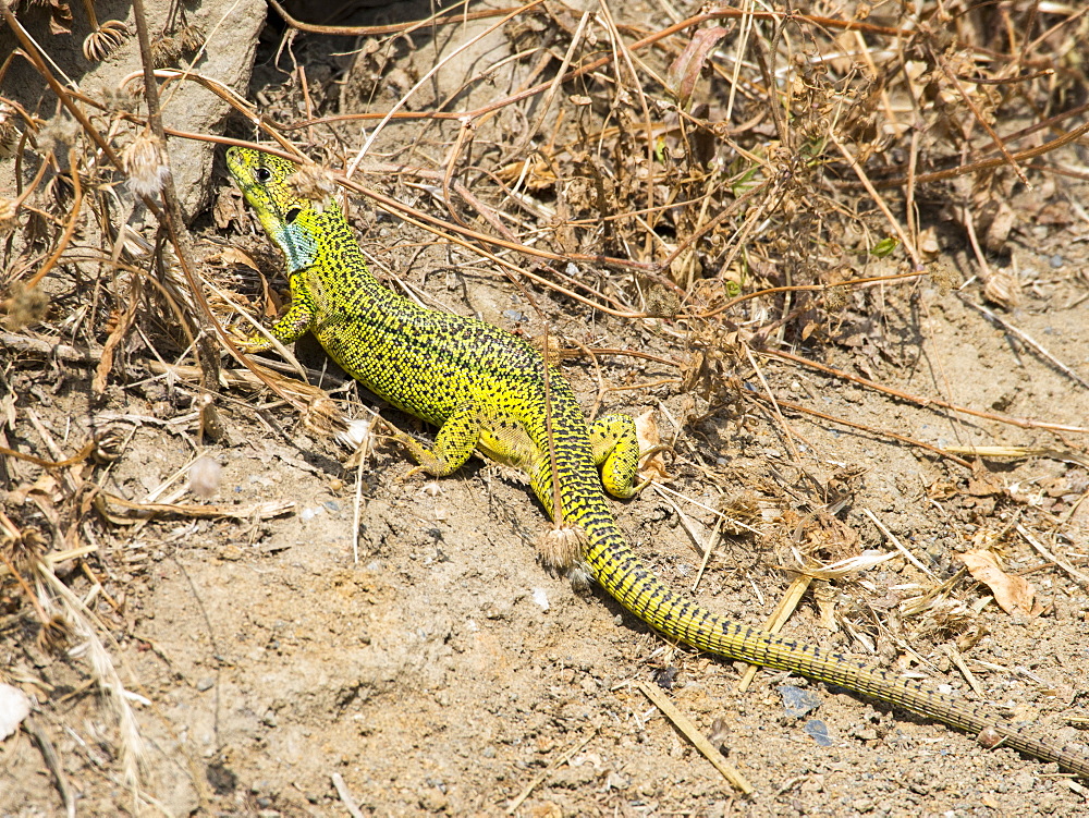 A Sand lizard (Lacerta agilis) in its mating colours on Lesvos, Greece.