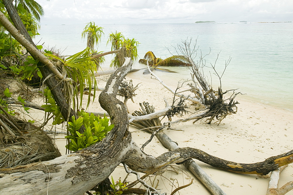 Trees knocked down by undercutting coastal erosion caused by global warming induced sea level rise on Tepuka island off Funafuti Atoll, Tuvalu, Pacific