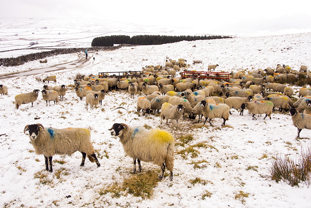 Sheep feeding on Hay on the moors above Settle in the Yorkshire Dales National Park, UK.