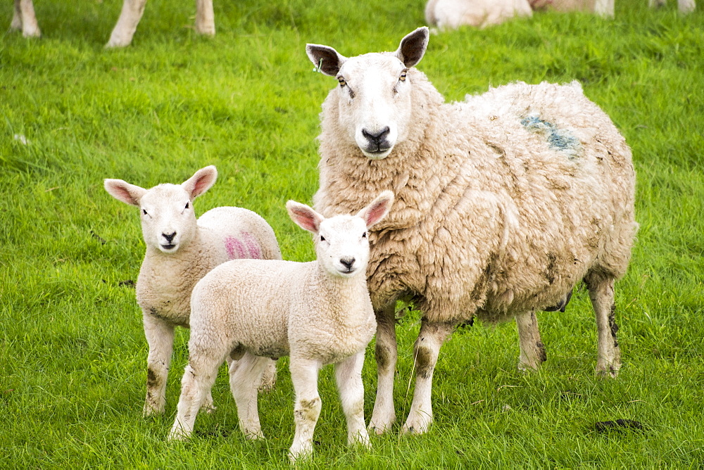 Sheep and lambs in a field in Kirkoswold, Eden Valley, Cumbria, UK.