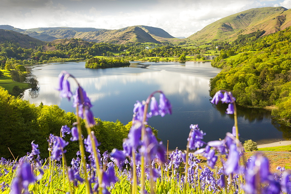 Bluebells on Loughrigg terrace, Lake District, UK.