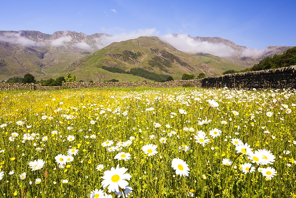 Traditional hay meadows at the head of the Langdale valley, Lake District, UK, are some of the best wild flower hay meadows left in the country. Since the second world war, Britian has lost over 95% of its traditional hay meadows, as farmers have converted to silage.