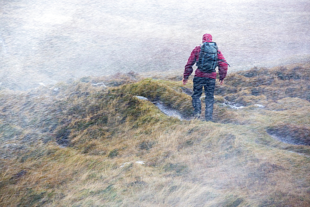 Moorland stream waterfalls on the coast at Stoer in Assynt, Scotland, UK, blowing uphill in storm force winds, with a walker struggling past and getting a soaking.