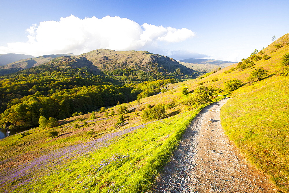 Bluebells growing on Loughrigg Terrace above Grasmere in the Lake District, UK.