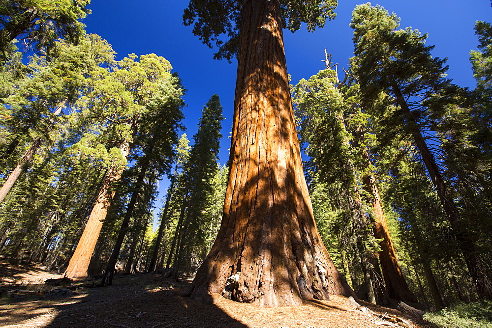 Giant Redwood, or Sequoia, Sequoiadendron giganteum, in Sequoia National Park, California, USA.