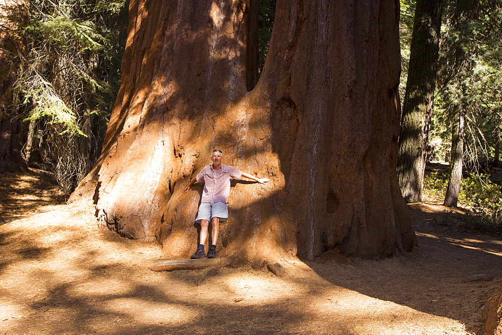 Giant Redwood, or Sequoia, Sequoiadendron giganteum, in Sequoia National Park, California, USA.