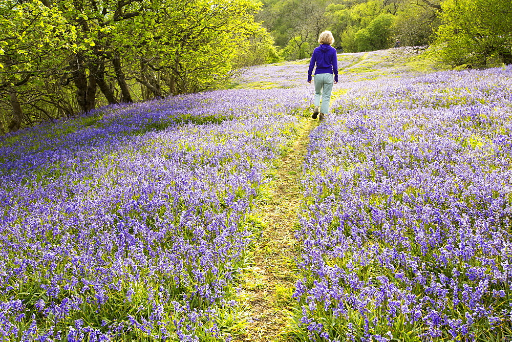 A woman walking through Bluebells growing on a limestone hill in the Yorkshire Dales National Park, UK.