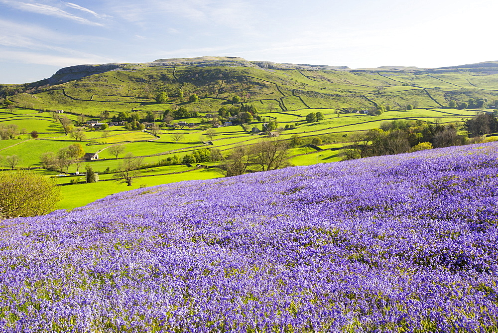 Bluebells growing on a limestone hill in the Yorkshire Dales National Park, UK.