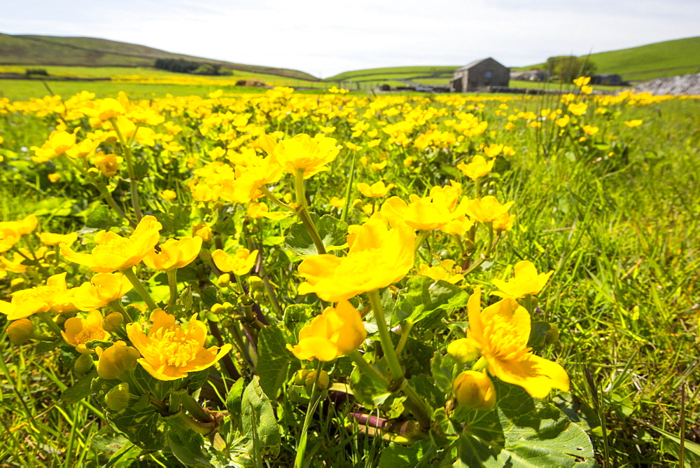 A field full of King Cups or marsh Marigold on the moor above Malham, Yorkshire Dales, UK.