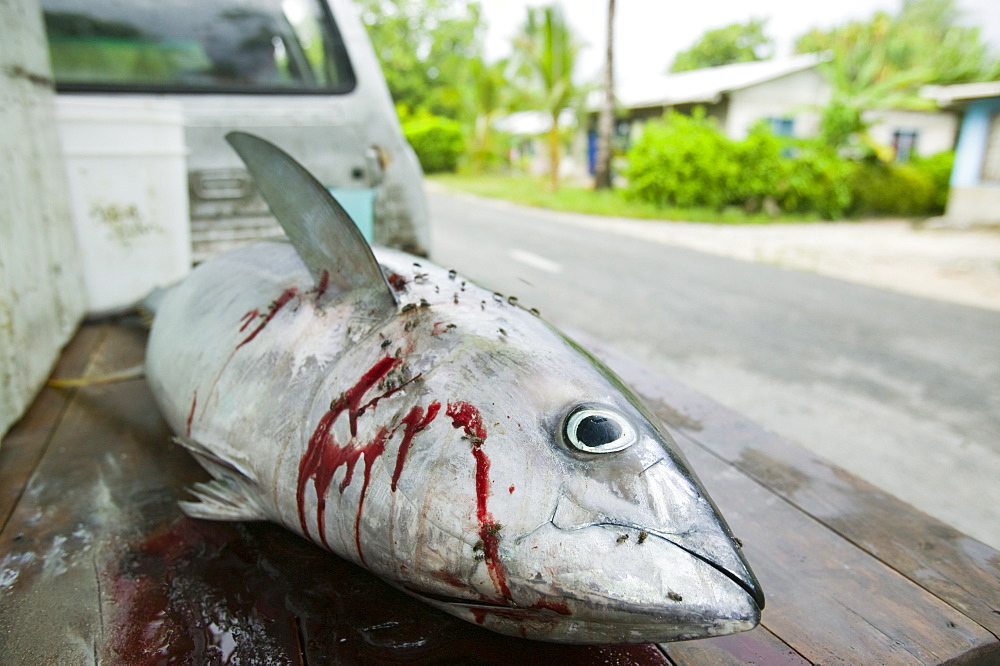 A large yellow fin tuna caught by Tuvaluan fishermen off Funafuti Atoll, Tuvalu, Pacific