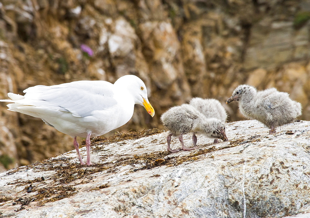 A Glaucous Gull (Larus hyperboreus) and chicks at a nest on a cliff in northern Spitsbergen, Svalbard.