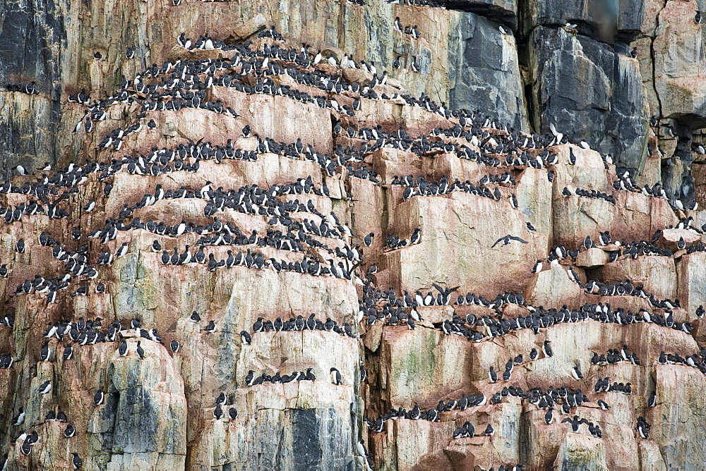 Sea bird nesting cliffs at Aalkefjellet 79 Ãä 36‚Äôn 18 Ãä 27‚Äôe Hinlopenstretet Spitsbergen; Svalbard, home to over 60,000 pairs of Brunnichs Guillemots (Uria lomvia)