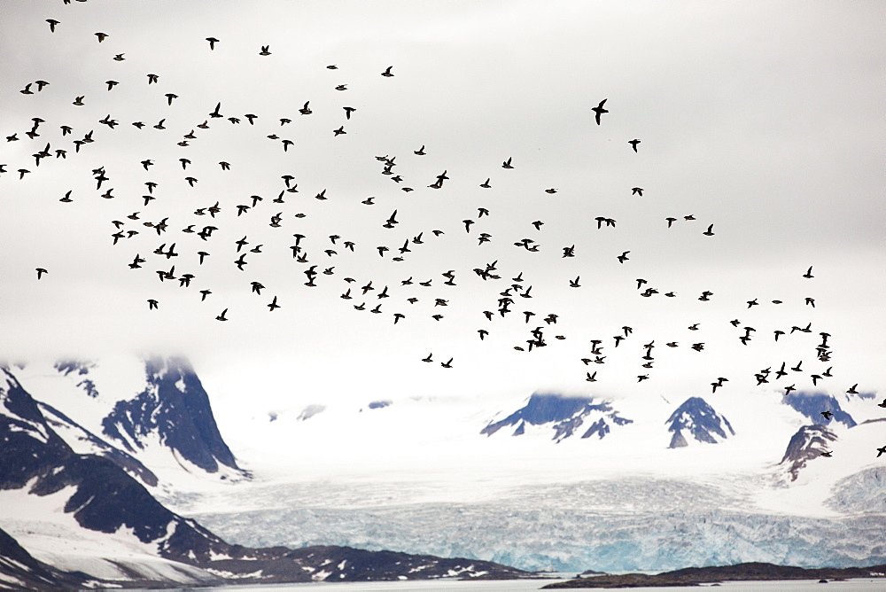 Little Auks or Dovekie (Alle alle) at a nesting colony at Sallyhamna (79¬851‚Äôn 11¬823‚Äôe) on the north coast of Spitsbergen, Svalbard. These small Auks are specialist Arctic birds and only nest in the far north.