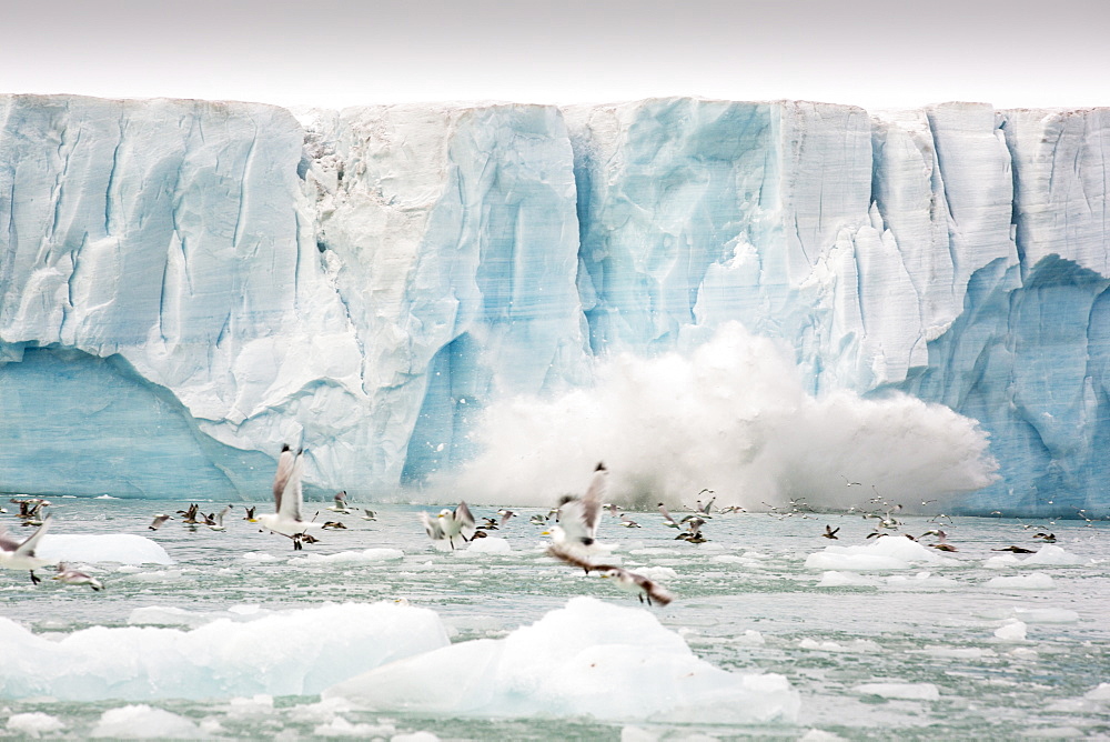 Black Legged Kittiwake (Rissa tridactyla) and Northern Fulmar (Fulmarus glacialis) flee from a large calving of ice of the face of a glacier in northern Svalbard in the high Arctic.