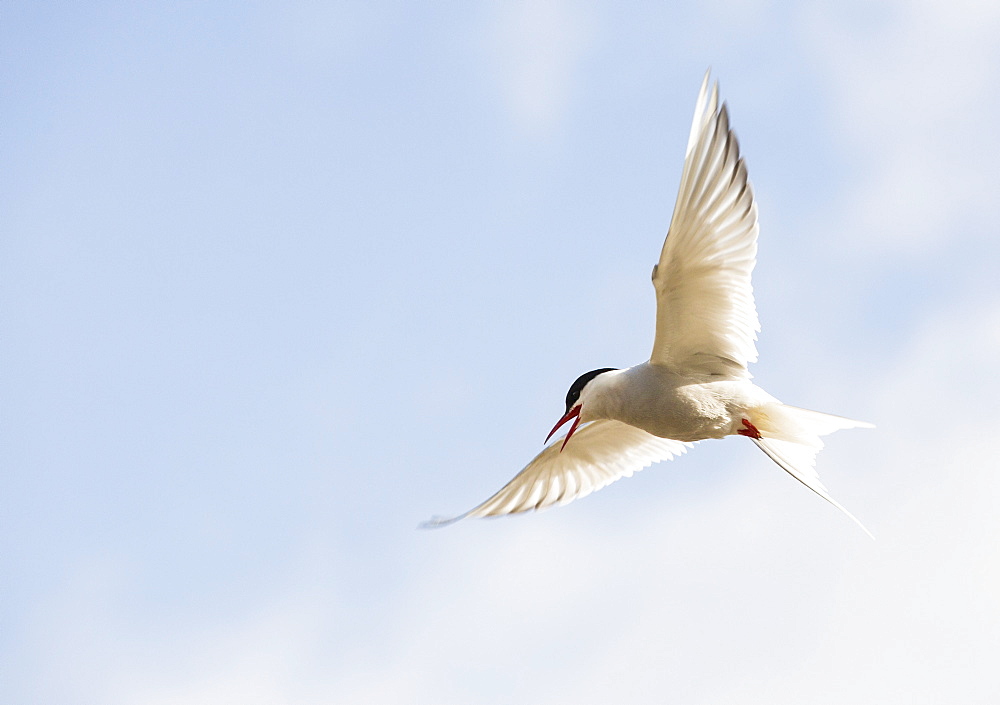 An Arctic Tern (Sterna paradisaea) in Longyearbyen, Svalbard driving off an intruder near its nest.