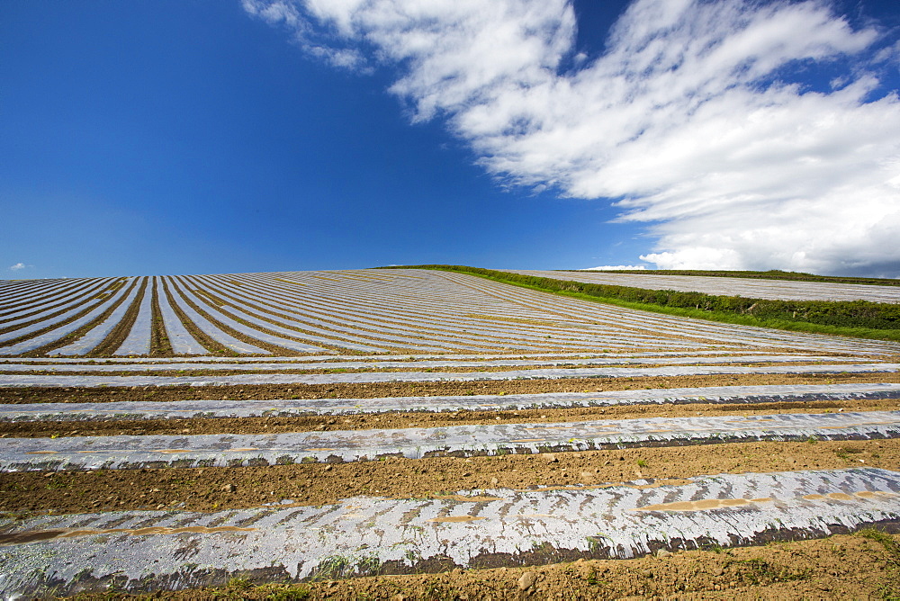 A crop covered in rows of plastic sheeting in a field on the Furnes peninsular, South Cumbria, UK.