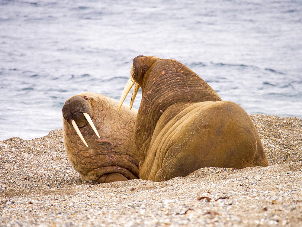 Walrus (Odobenus rosmarus) off a beach in northern Svalbard, once hunted to near extinction they are now recovering, only to be affected by climate change which reduces the sea ice they like to haul out on.