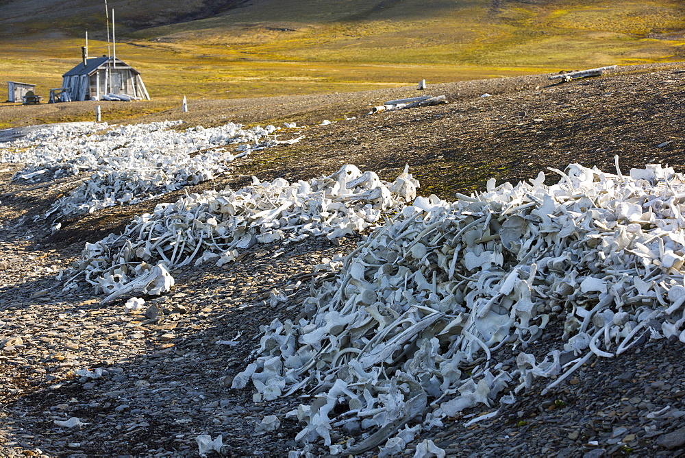 Remains of Beluga Whales (Delphinapterus leucas) at Bourbonhamna (77¬8 33‚Äôn 15¬8 00‚Äôe) in Van Mijenfjorden, Spitzebergen; Svalbard. This stark reminder of humanity hunted whales to near extinction contains the raimains of over 100 Beluga's