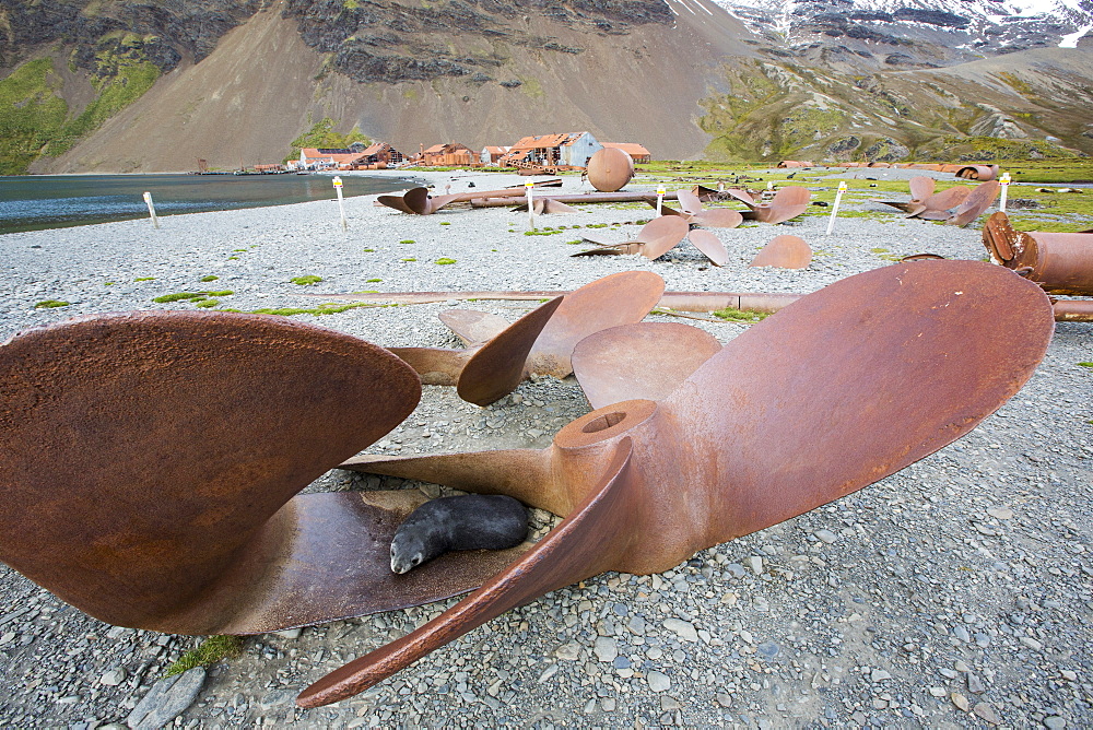 Stromness Whaling Station on South Georgia, with an Antarctic Fur Seal resting in an old propeller, it was operational until 1961, and wa the place where Sir Ernest Shackleton finally reached after his epic seas crossing and trek across south Georgia.