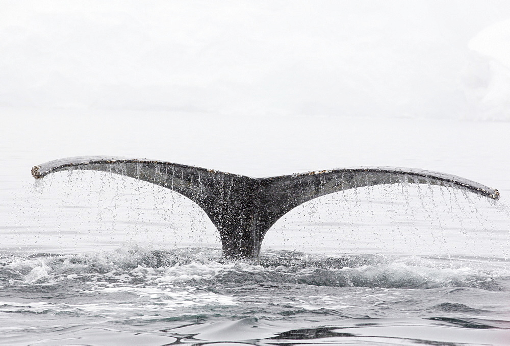 Humpback Whales (Megaptera novaeangliae) feeding on Krill in Wilhelmena Bay, Antarctic Peninsular. The whales migrate here in the summer to feed on the Krill. Krill numbers have declined by over 50%. They feed on algae that grows on the underside of sea ice, As the sea ice melts, both algae and krill decline.